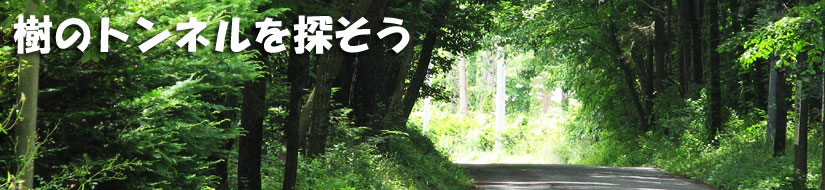 樹のトンネルを探そう